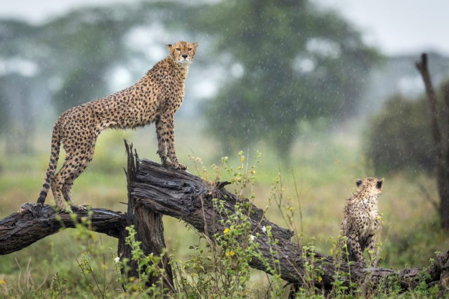 Lake Manyara National Park
