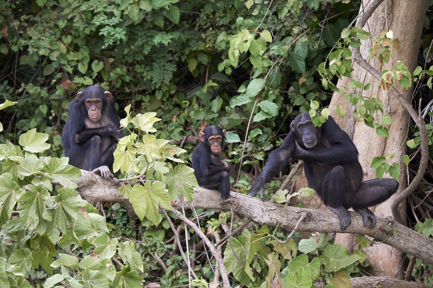 Chimpanzee Trekking