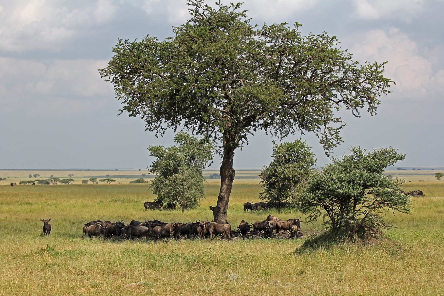 Great Migration Safari