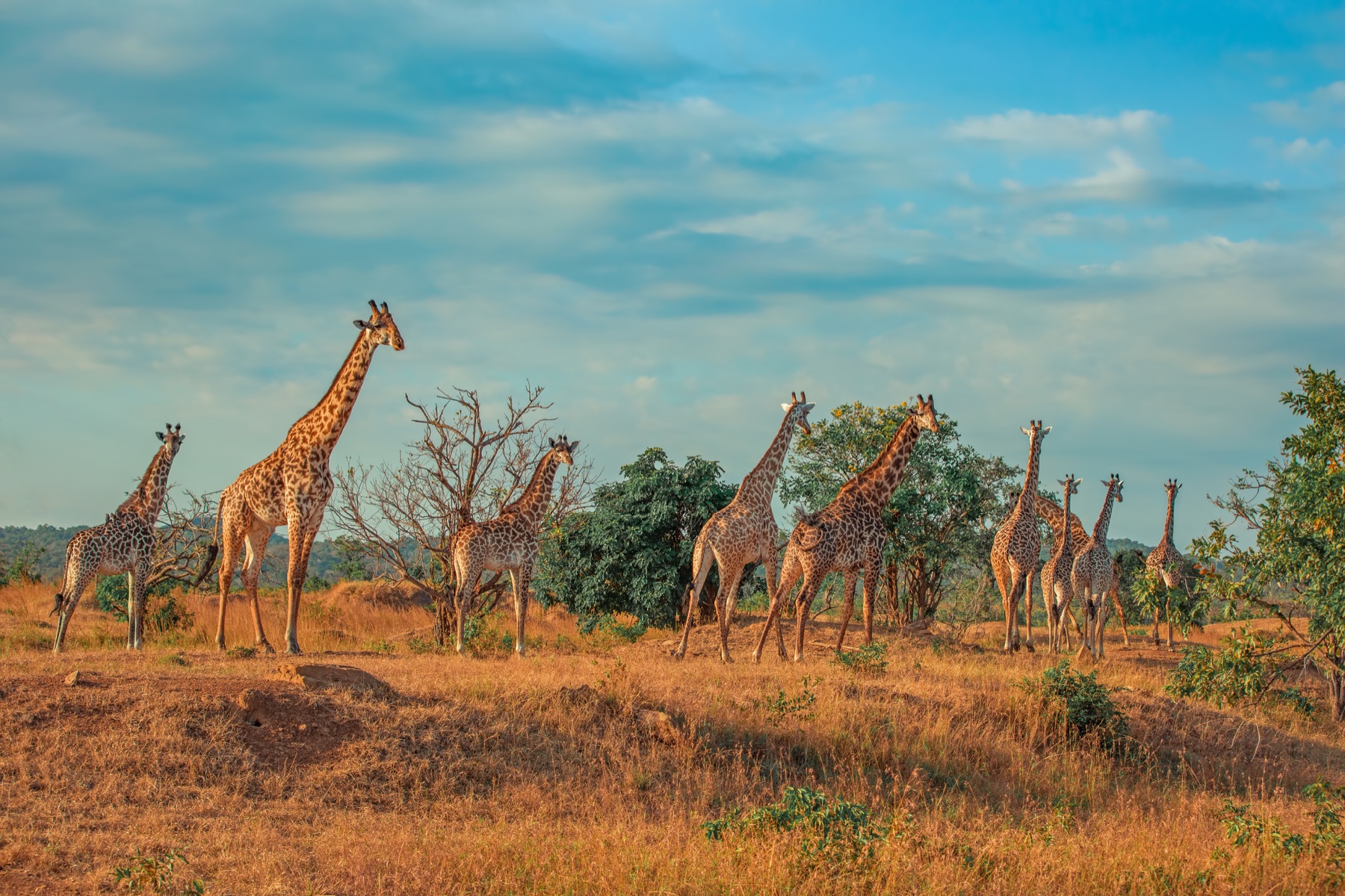 Talitha safari guides with guests