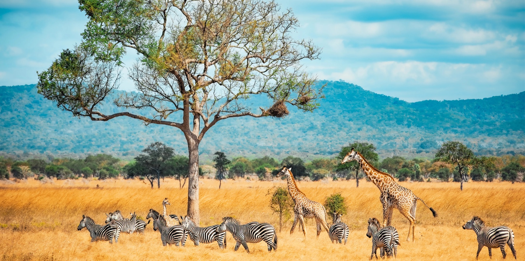5-Day Fly-in Safari from Zanzibar to the Serengeti