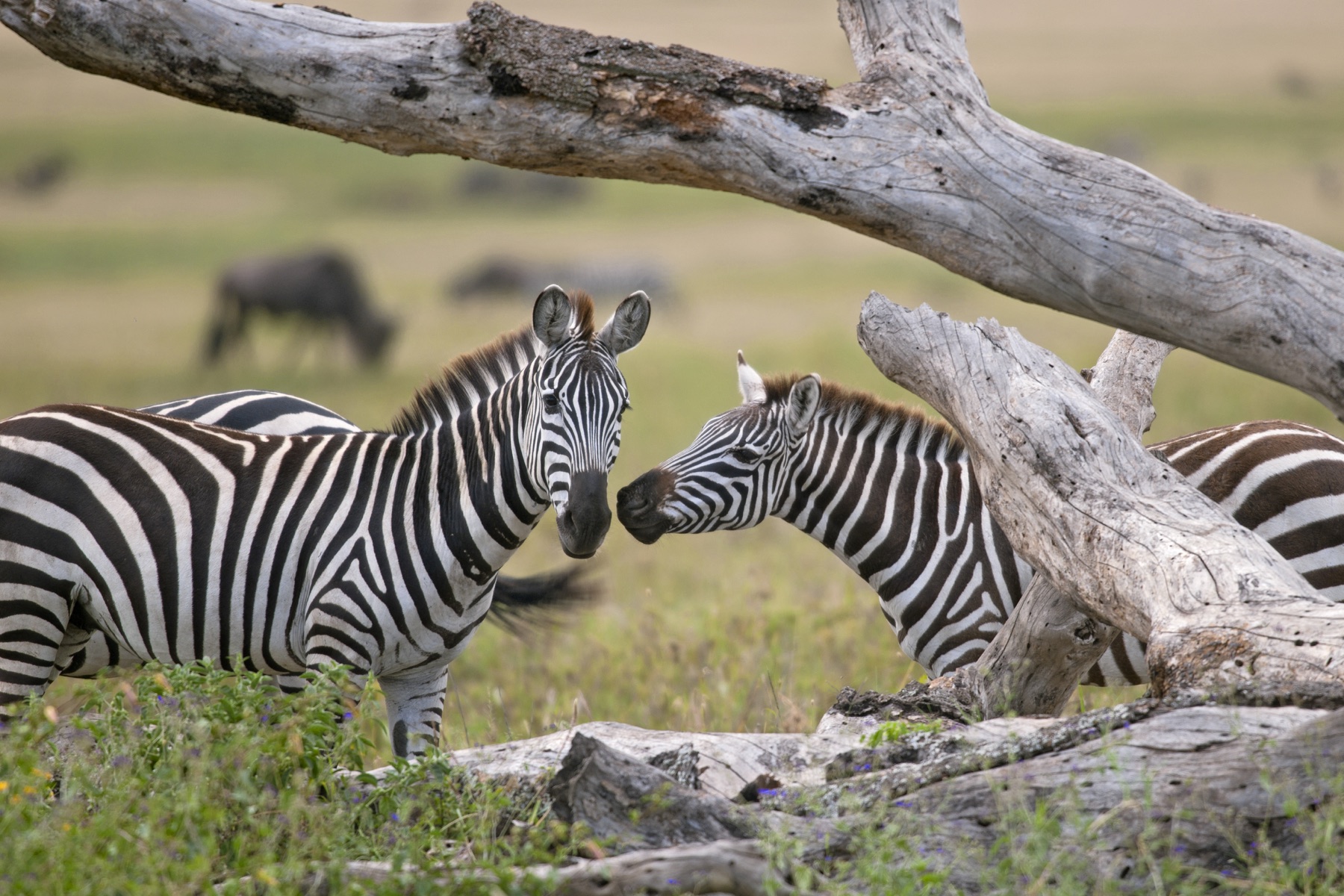 4 Days Serengeti Tanzania Safari