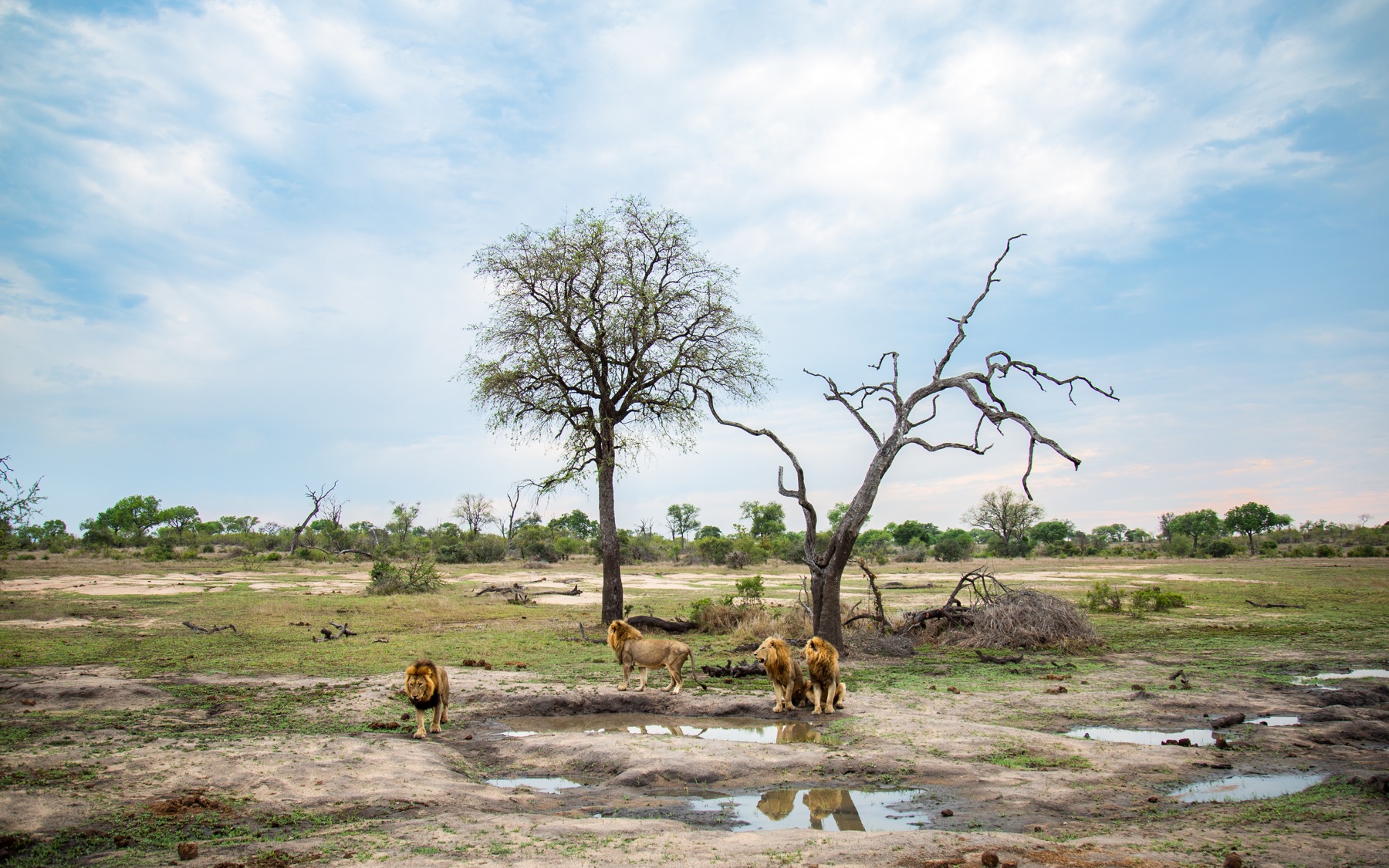 Tanzania Safaris