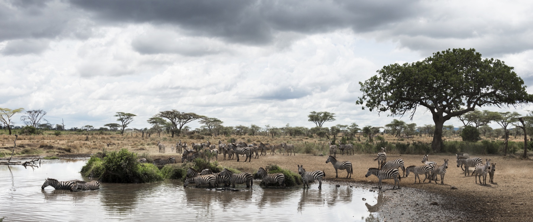 5-Day Tarangire, Serengeti & Ngorongoro Lodge Safari