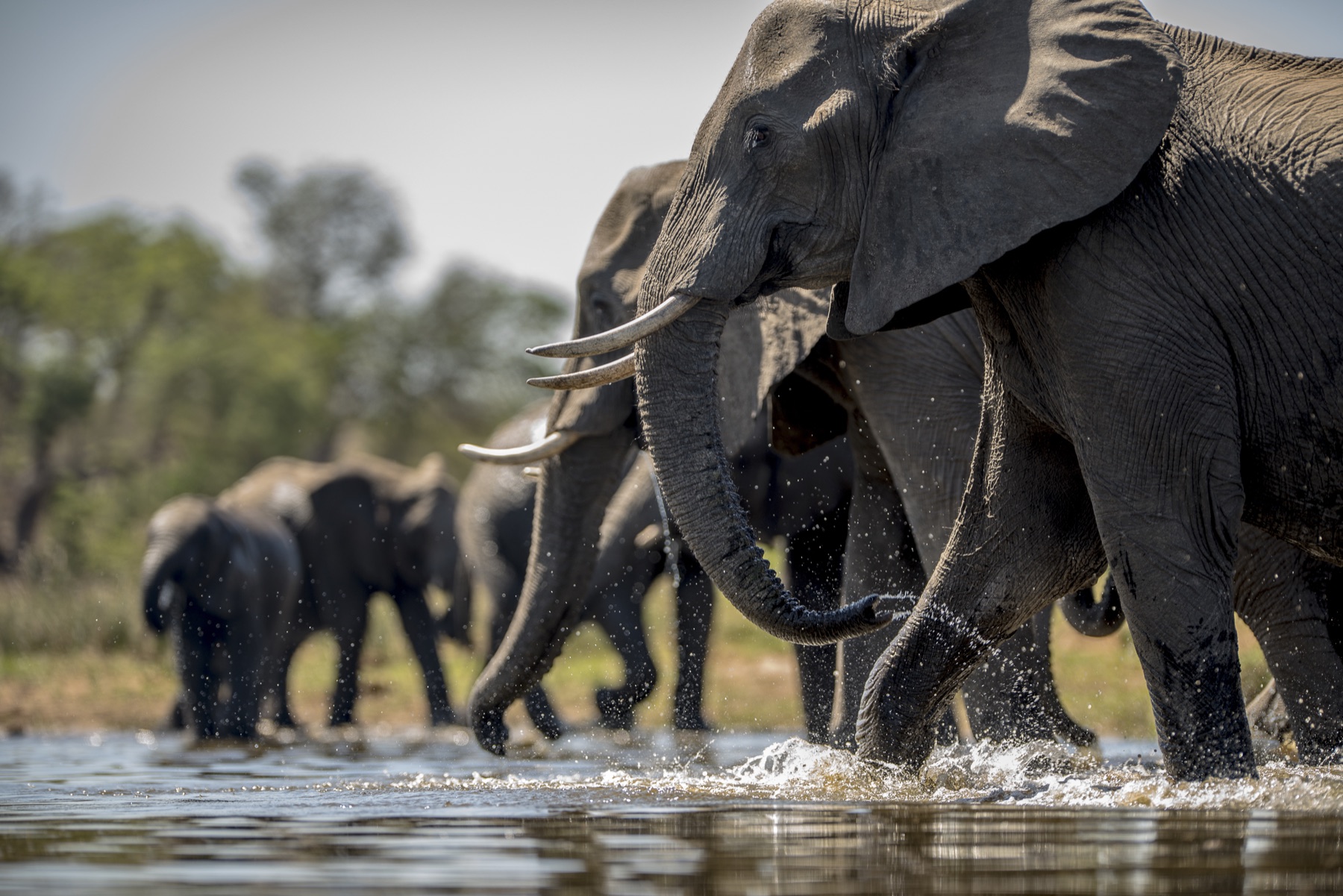 7-Day Tarangire, Serengeti, Lake Manyara & Ngorongoro Safari