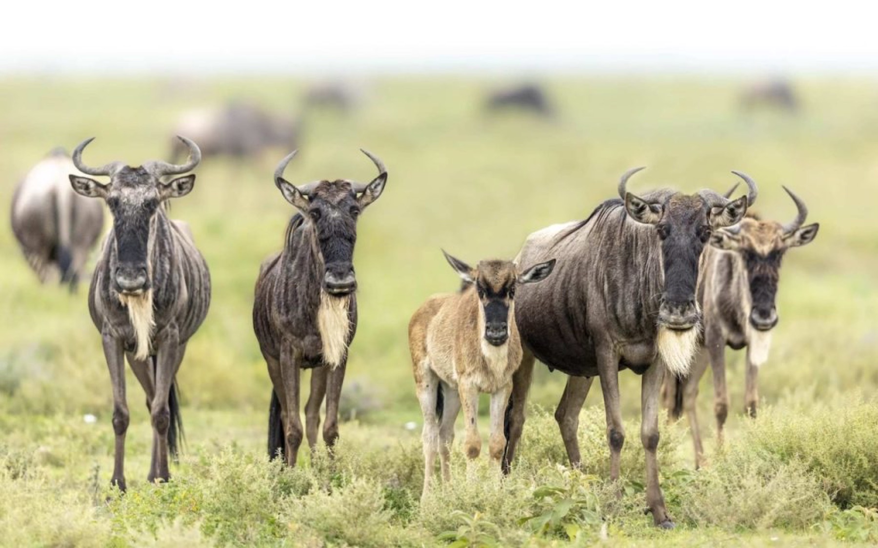 5-Day Luxury Romantic Honeymoon Safari