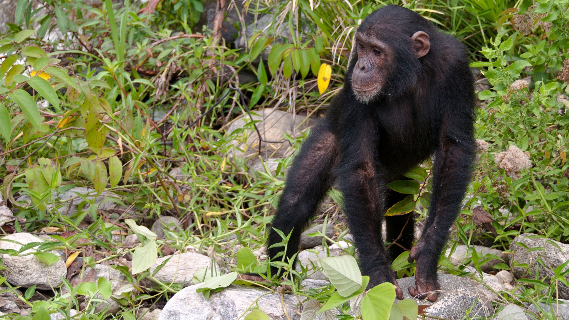  Chimpanzee Trekking