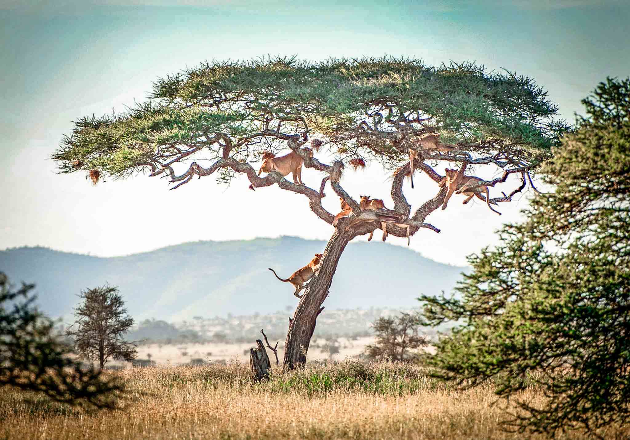 Lake Manyara National Park