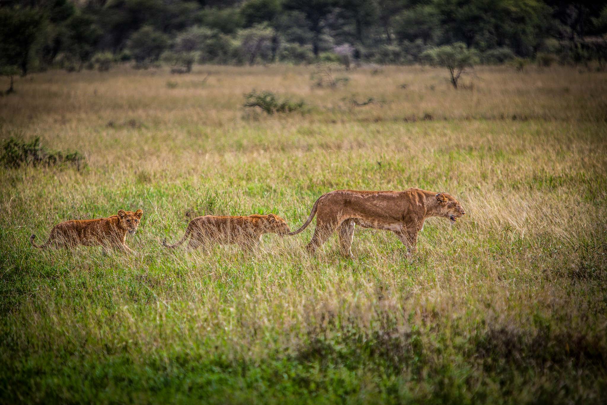 Ruaha National Park