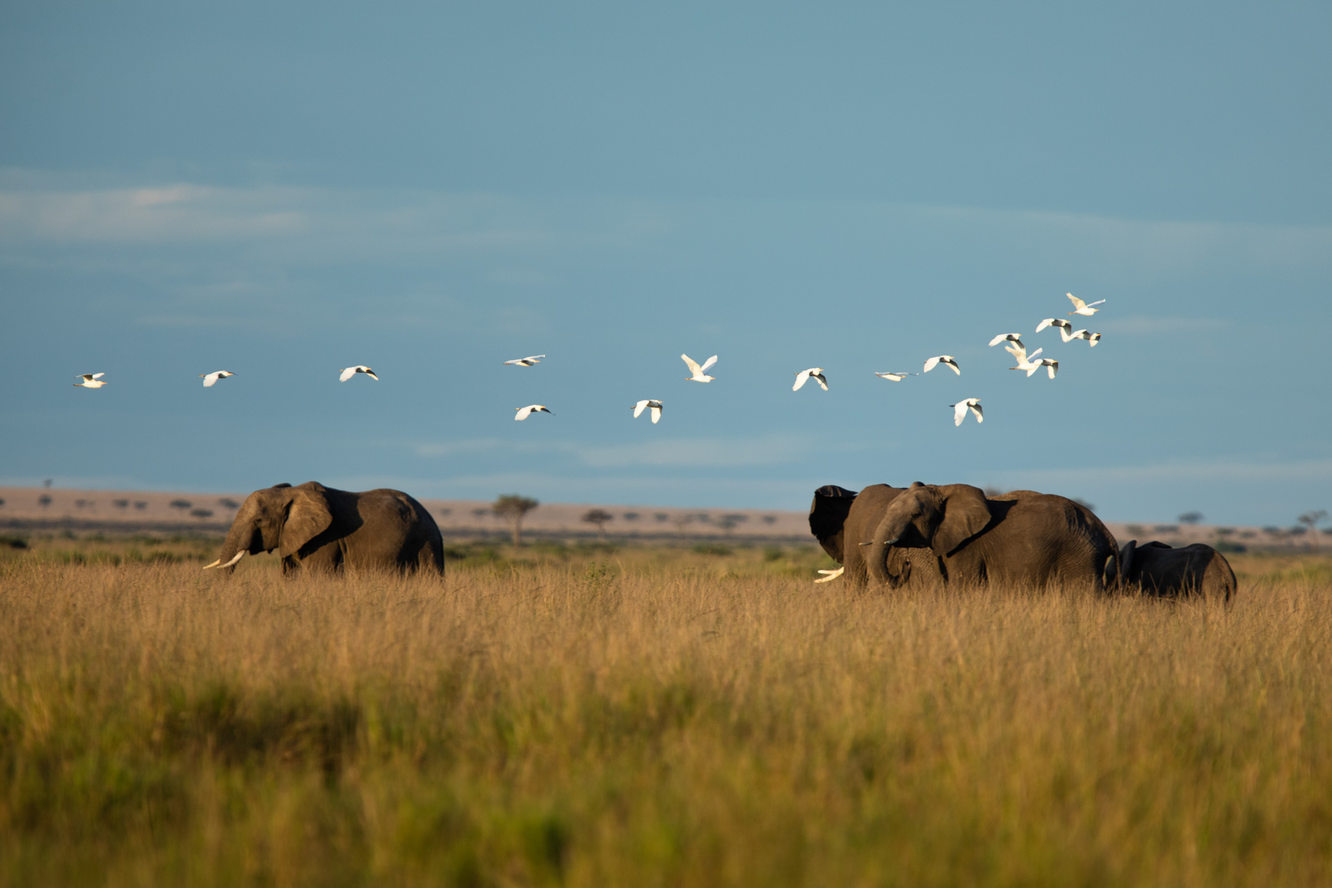 Luxury Safari