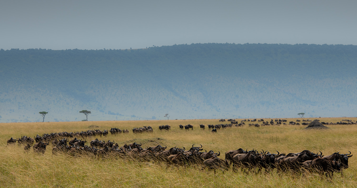 Great Migration River Crossing Safari Experience