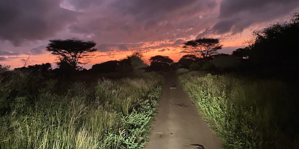 Night Game Drive Lake Manyara to Spot Bush Babies and Genets