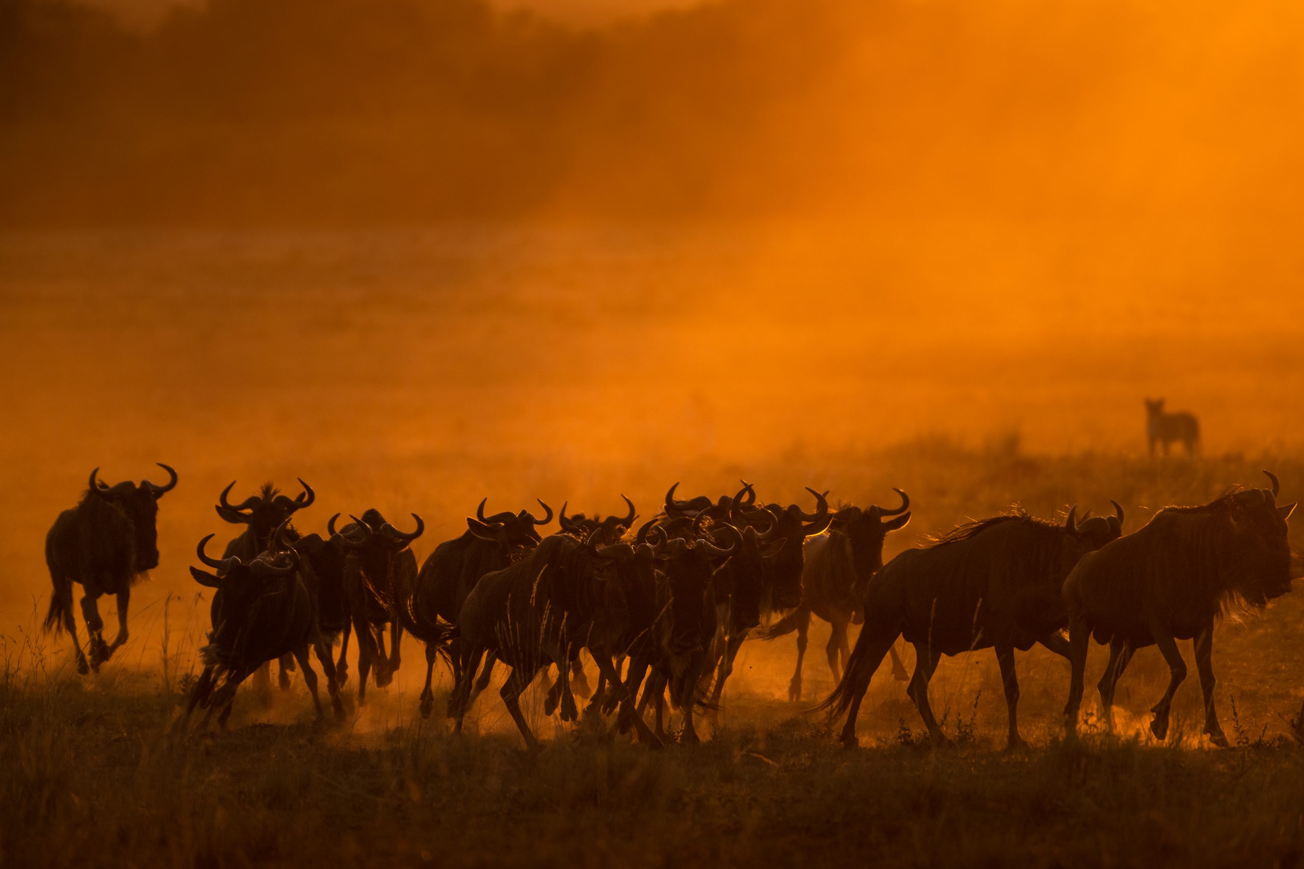  Wildebeest Migration Safari
