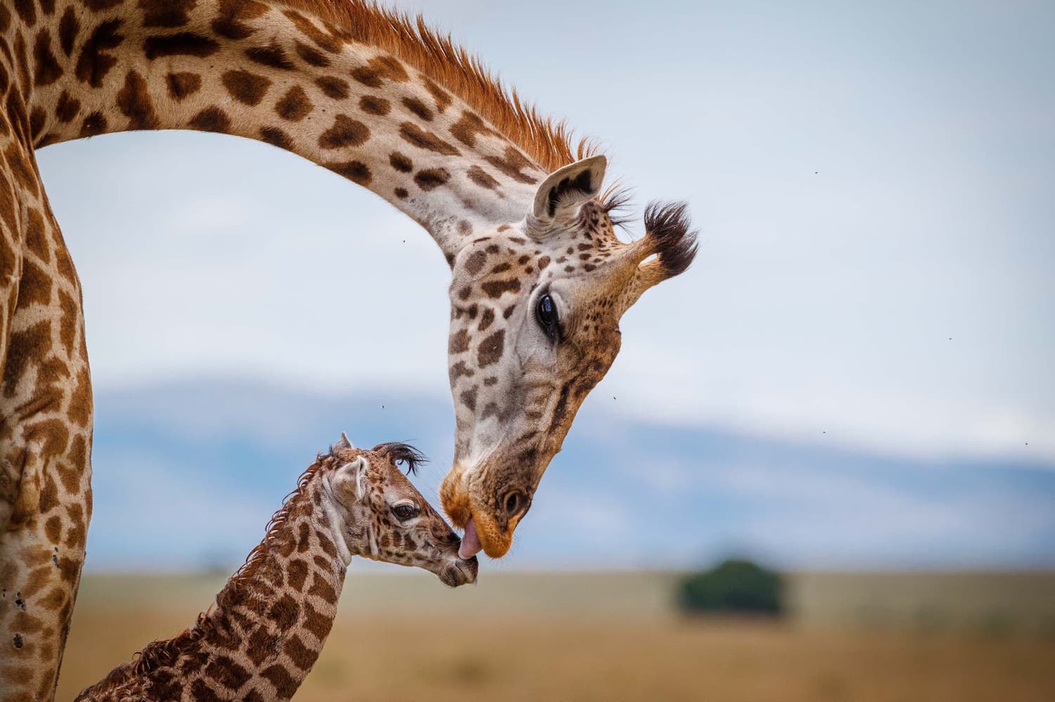 Family Safari