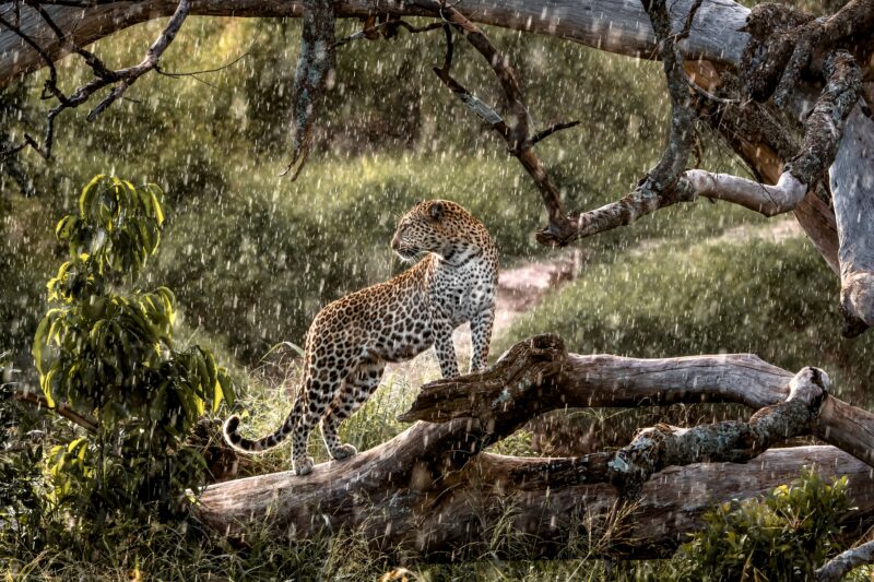  Conservation Safari