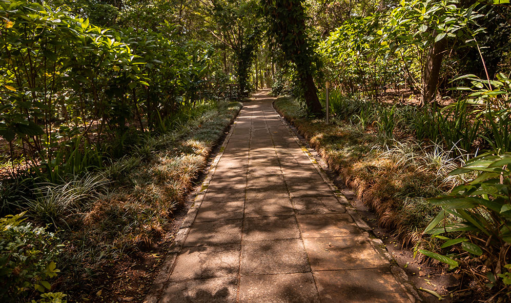Lake Duluti Canoe & Forest Walk