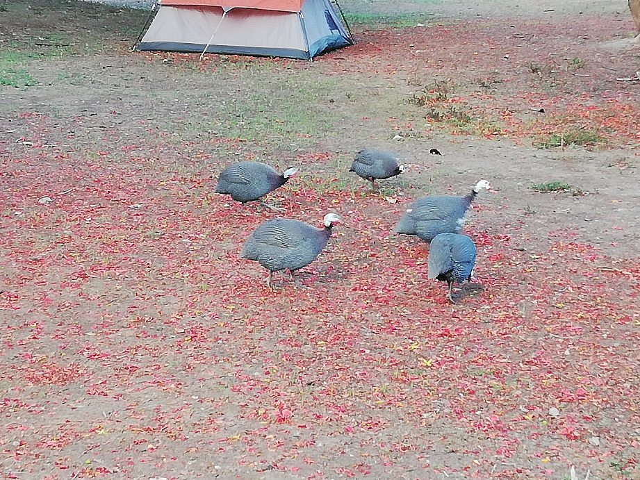Meserani Snake Park & Maasai Museum