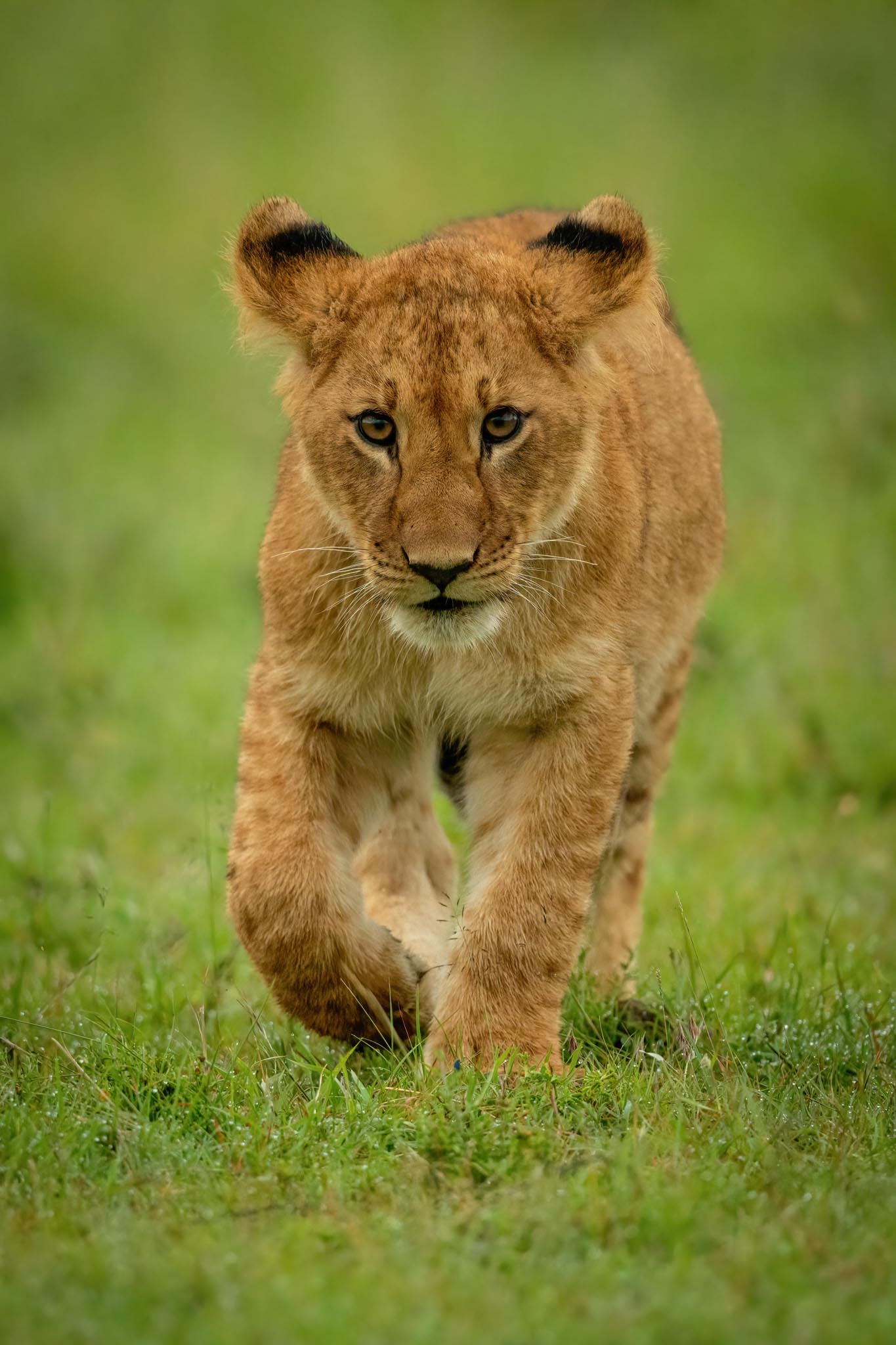  Tanzania Luxury Northern Circuit Safari Tour
