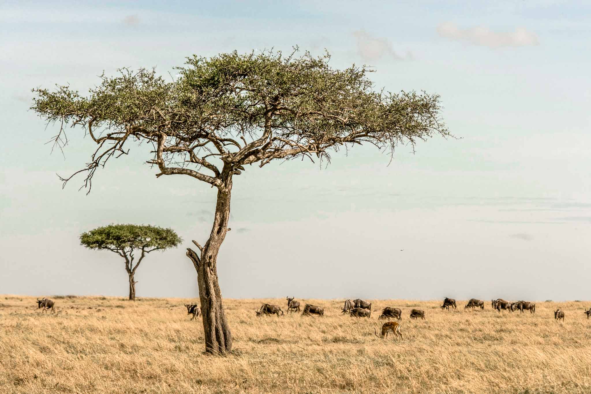 Dry Season Game Drives in Ngorongoro Crater June to October