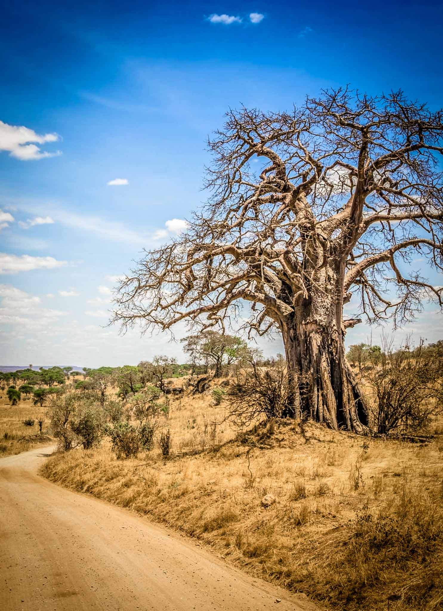 Tarangire National Park Giant Ancient Baobab Trees Photography