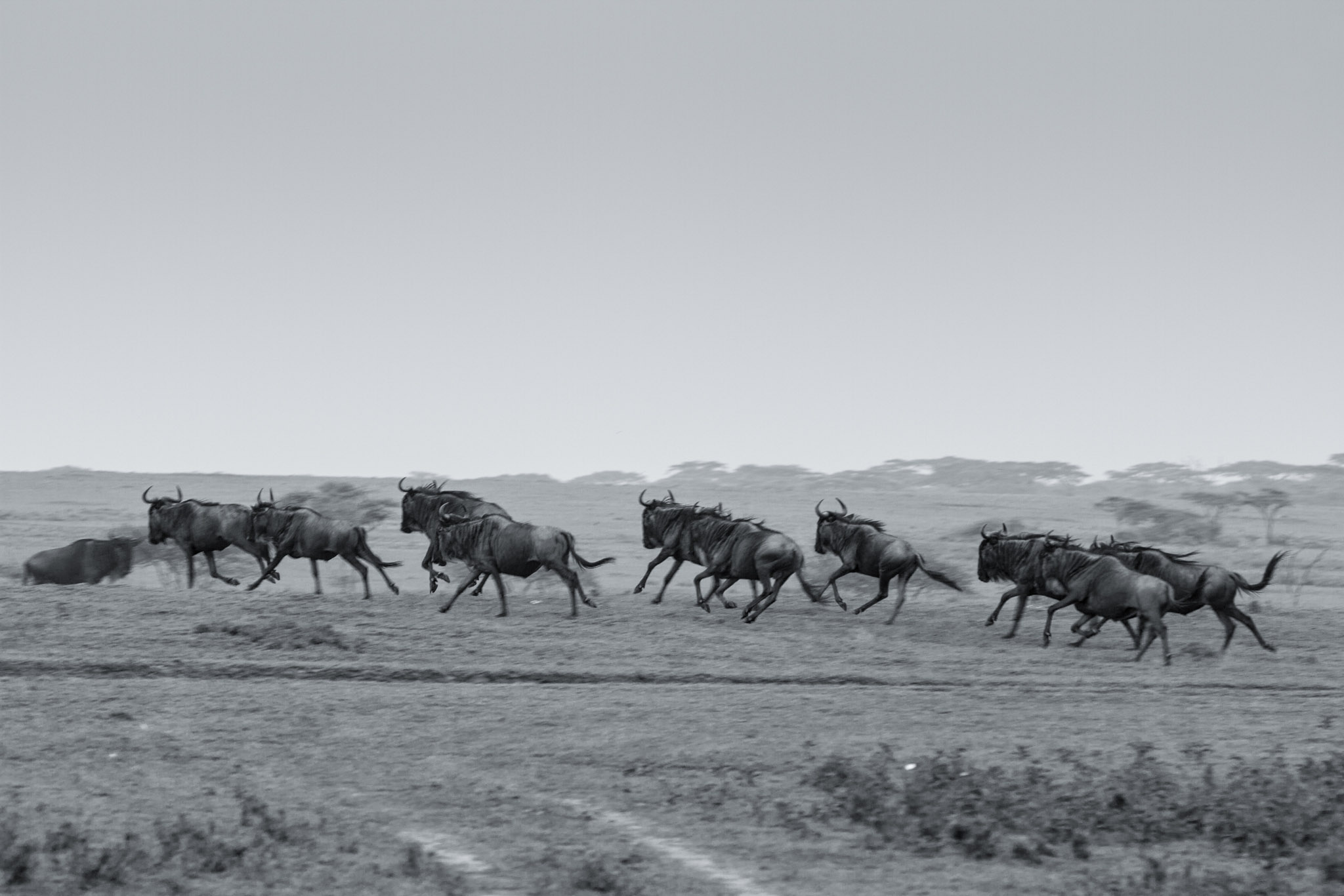 Mobile Camp Luxury Safari Following the Great Migration