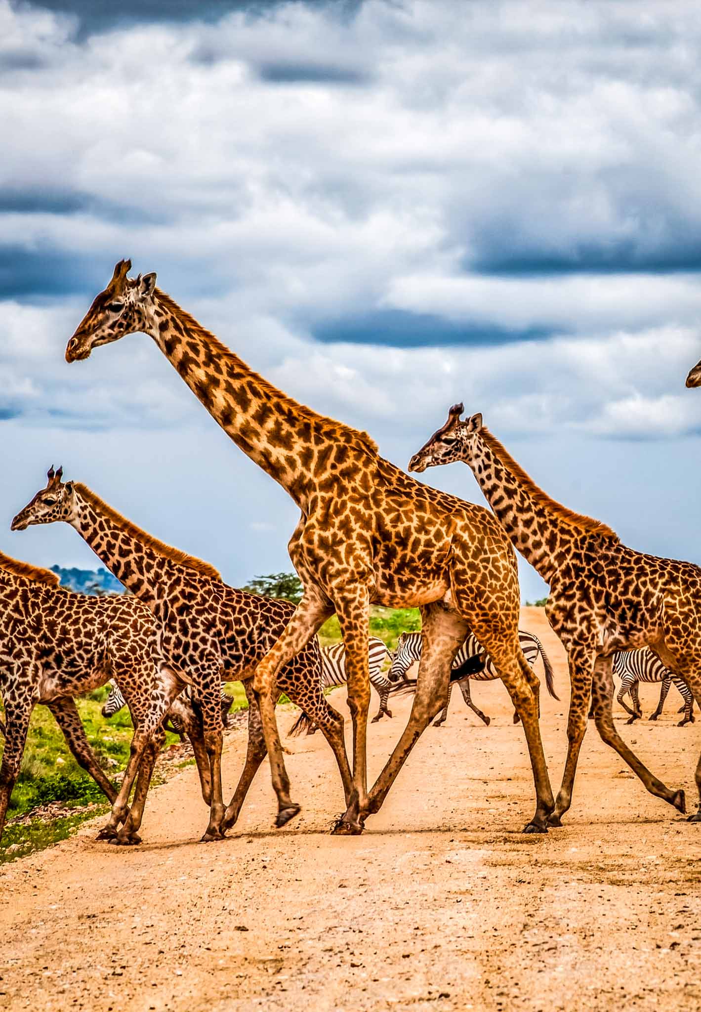Comfort River Crossing Serengeti Migration