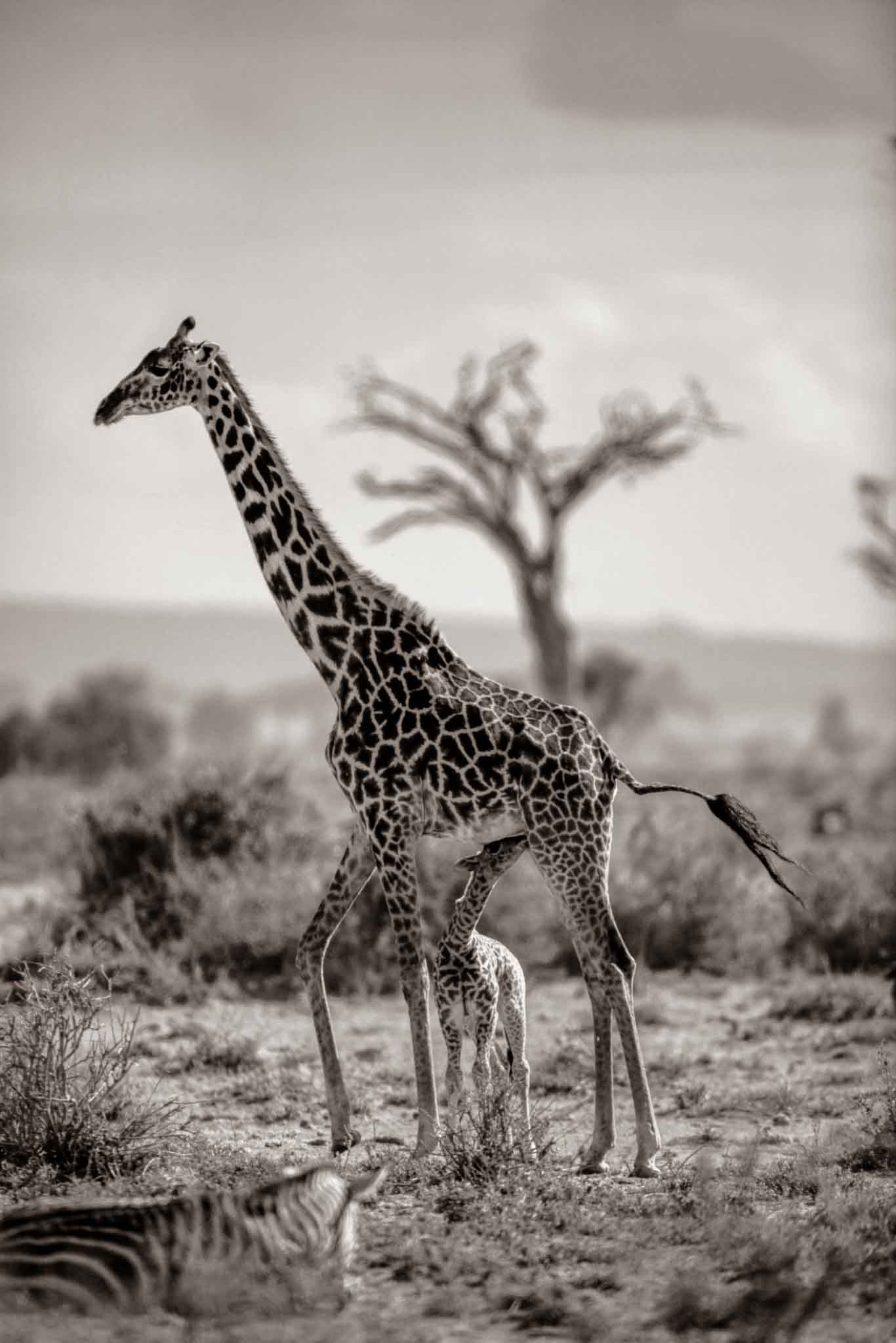Great Migration River Crossing Serengeti