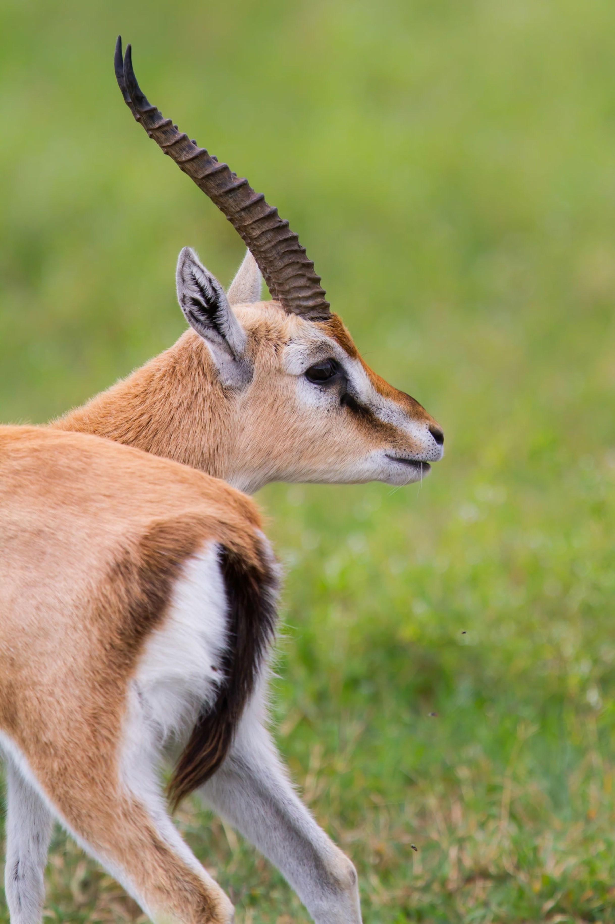 All inclusive Safari Experience