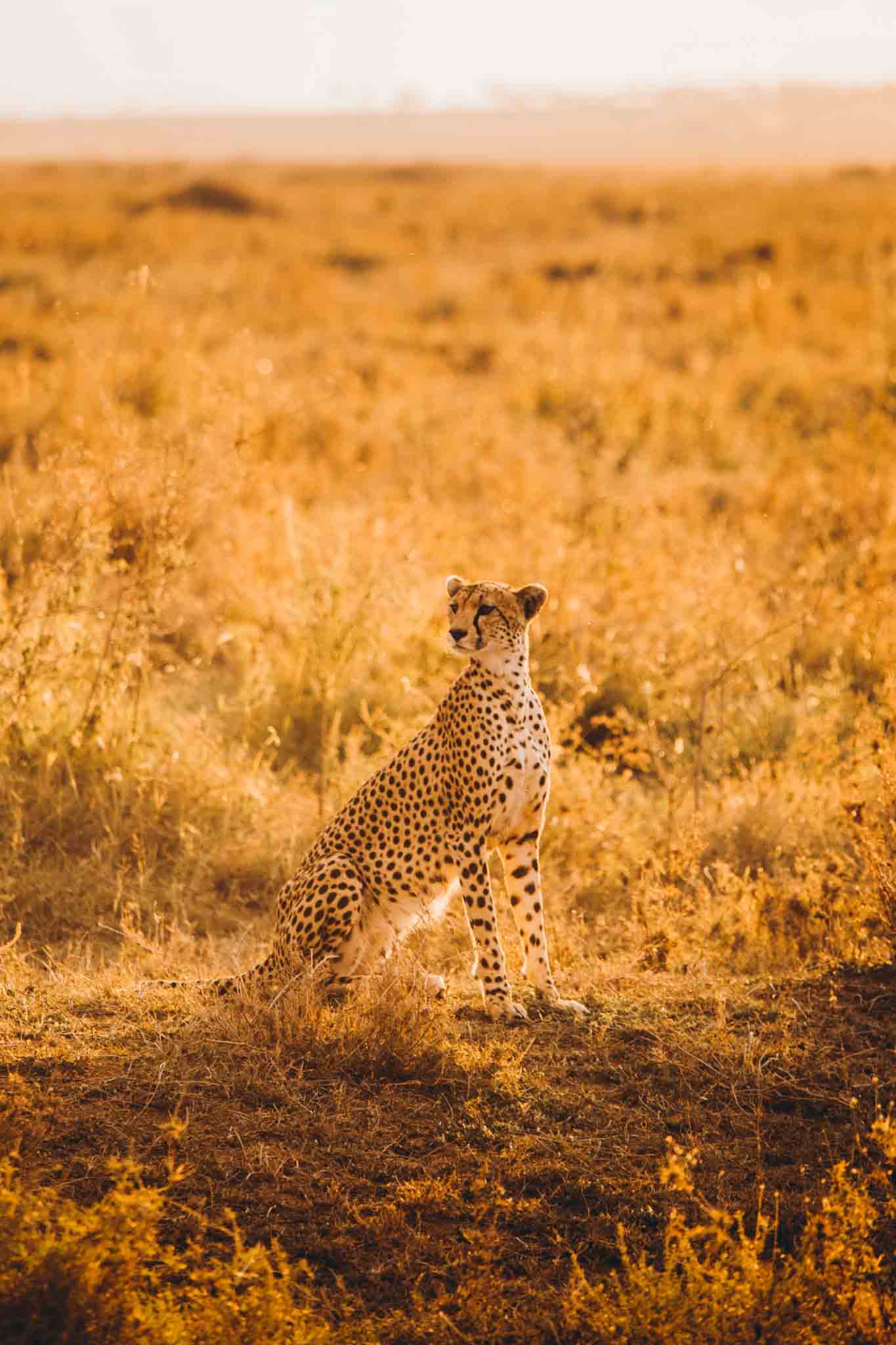 Romantic Great Migration Safari