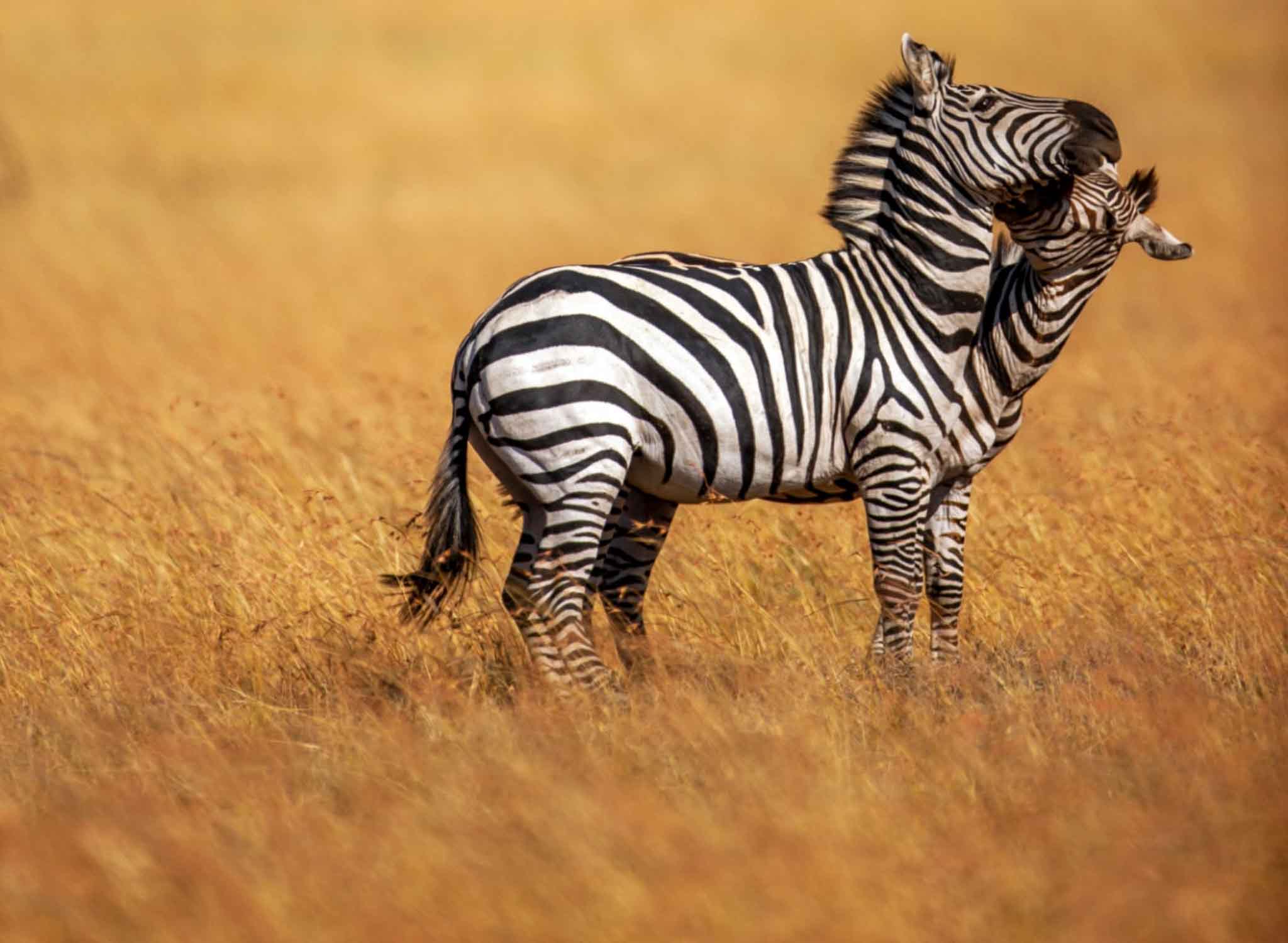 Beautiful Cape Town Landscape Canva Pro