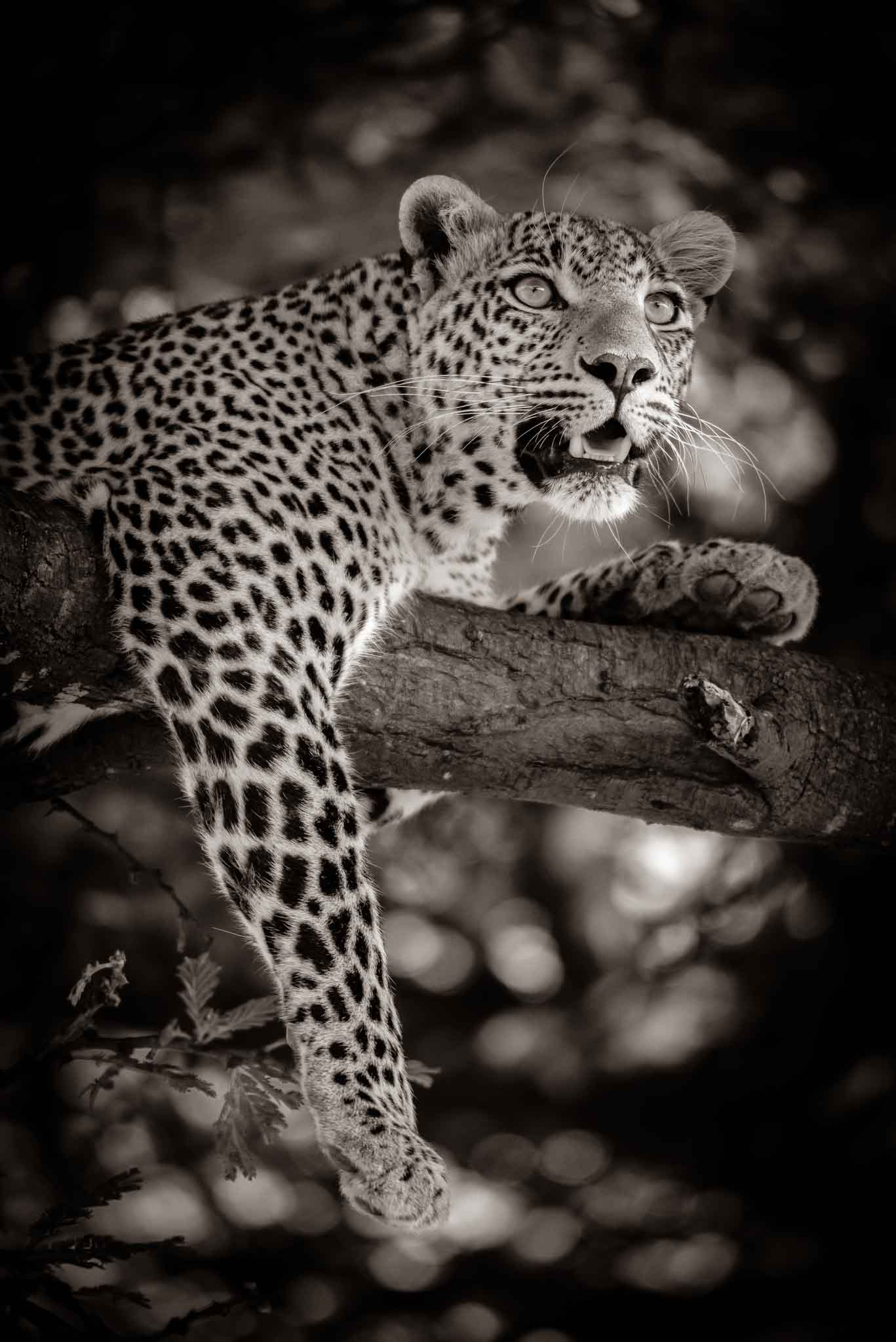 Magical Tanzania Safari