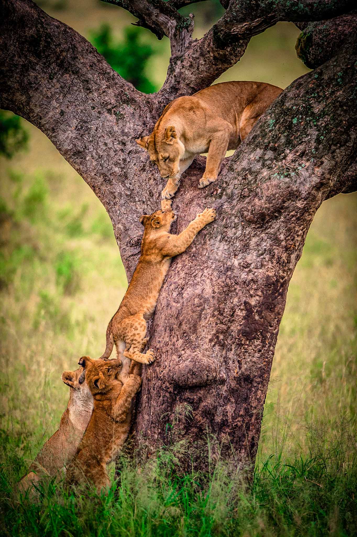Zanzibar and Ngorongoro Luxury Safari