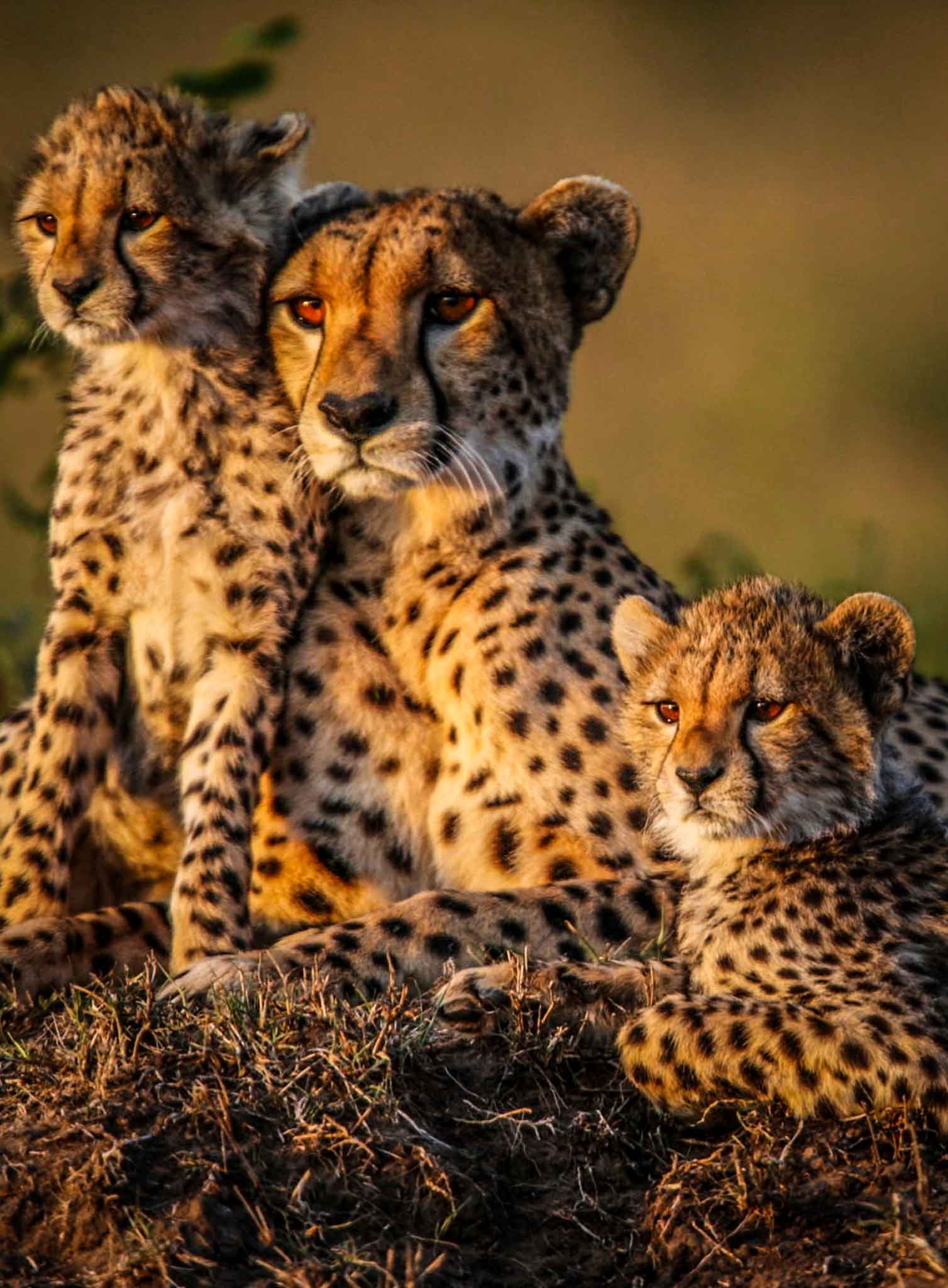TANZANIA LUXURY SAFARI