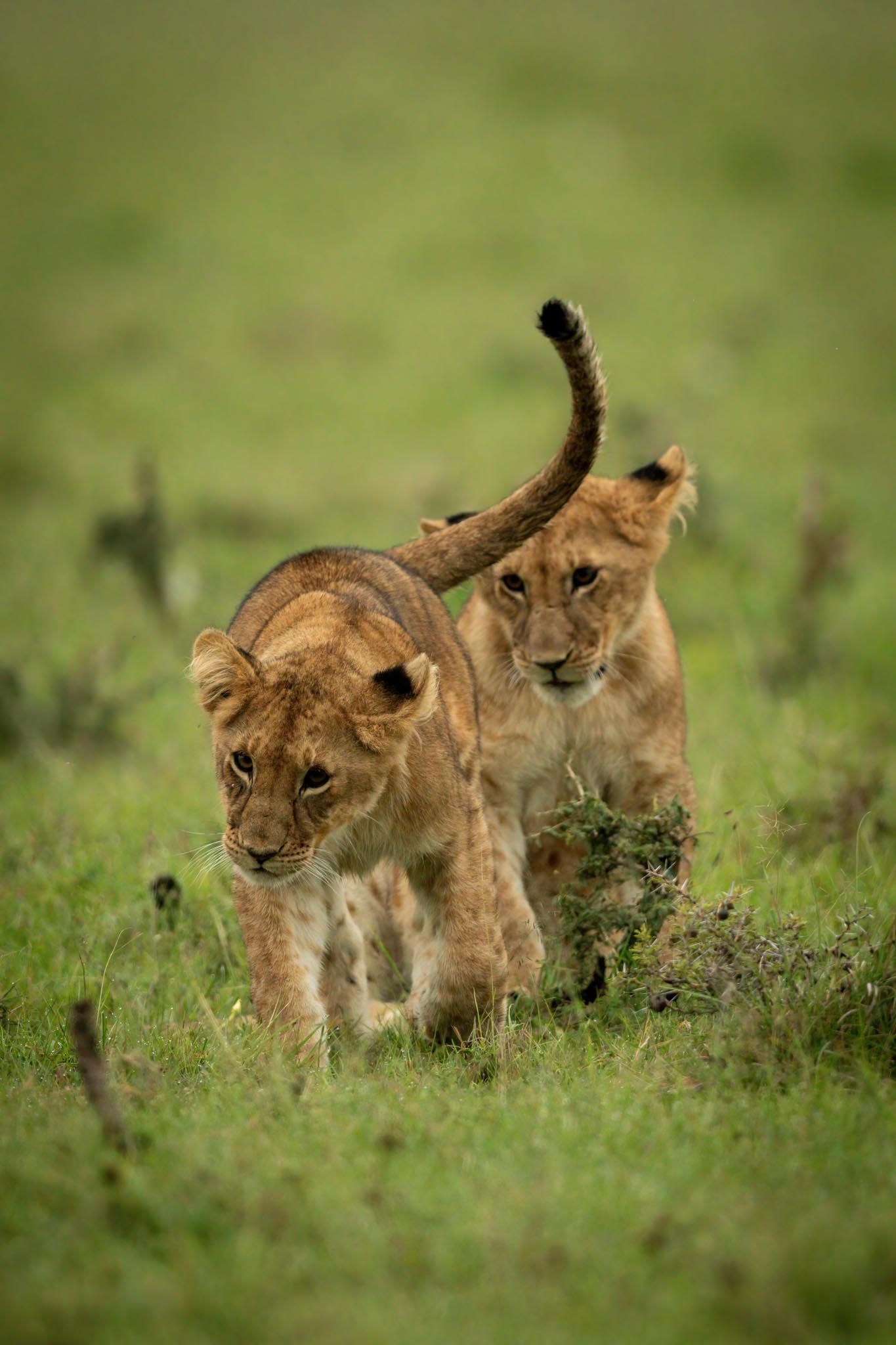  Magical Tanzania Safari Experience
