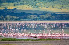 Lake Eyasi Flamingo Waterbird Birdwatching Alkaline Lake Tanzania