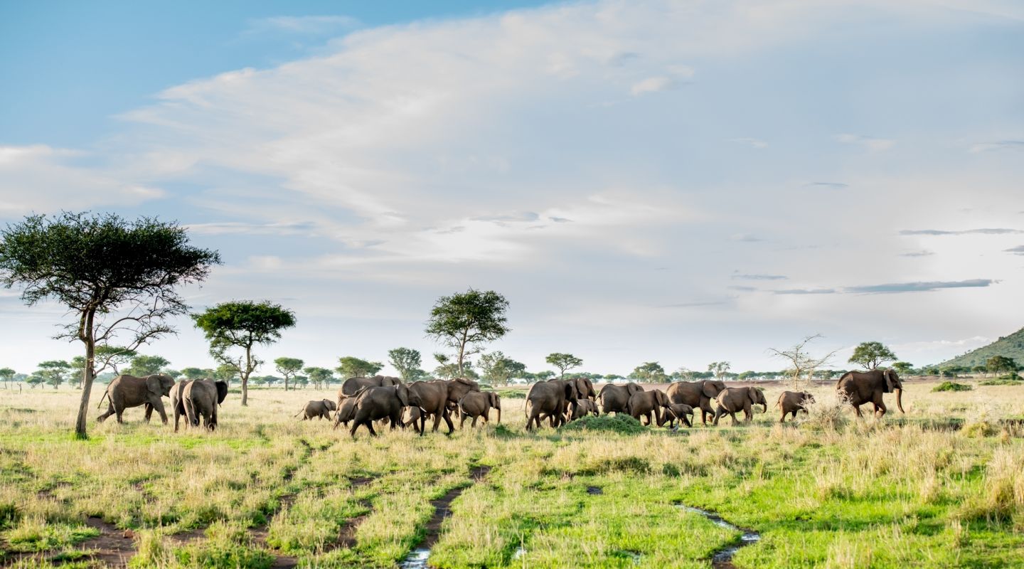  Walking Safari