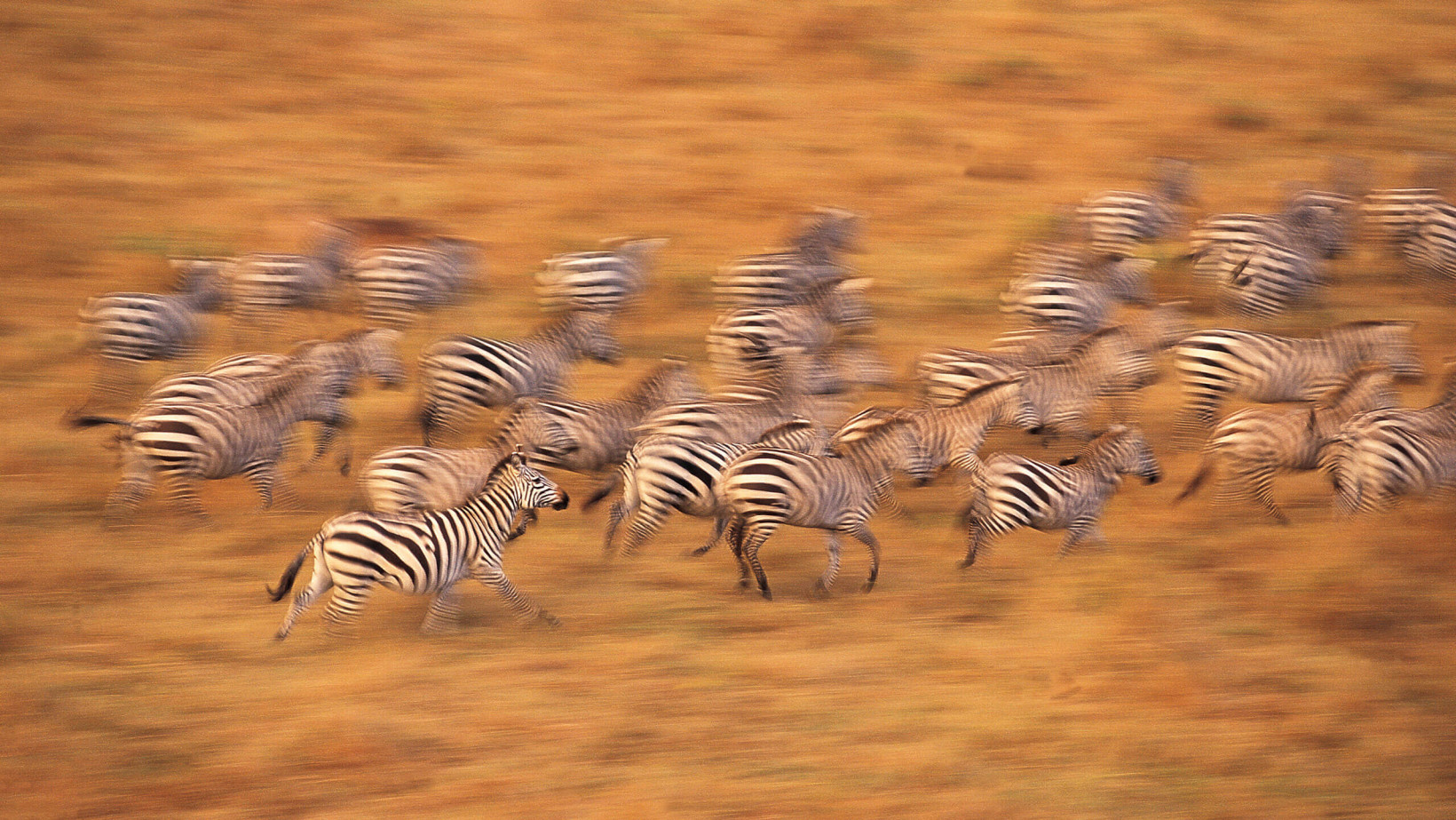 Photography Safari