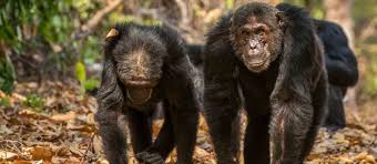 Wild Chimpanzee Trekking Mahale Mountains National Park Tanzania Western
