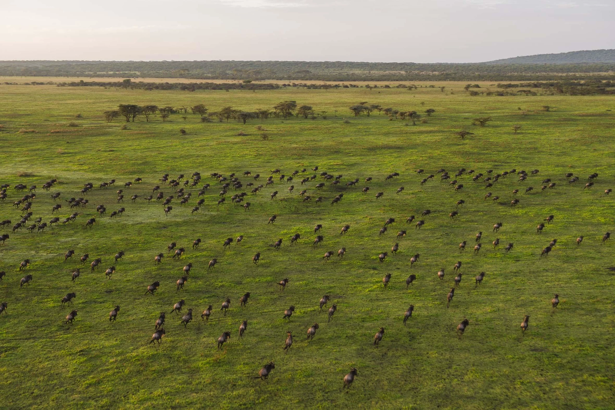  Balloon Safari