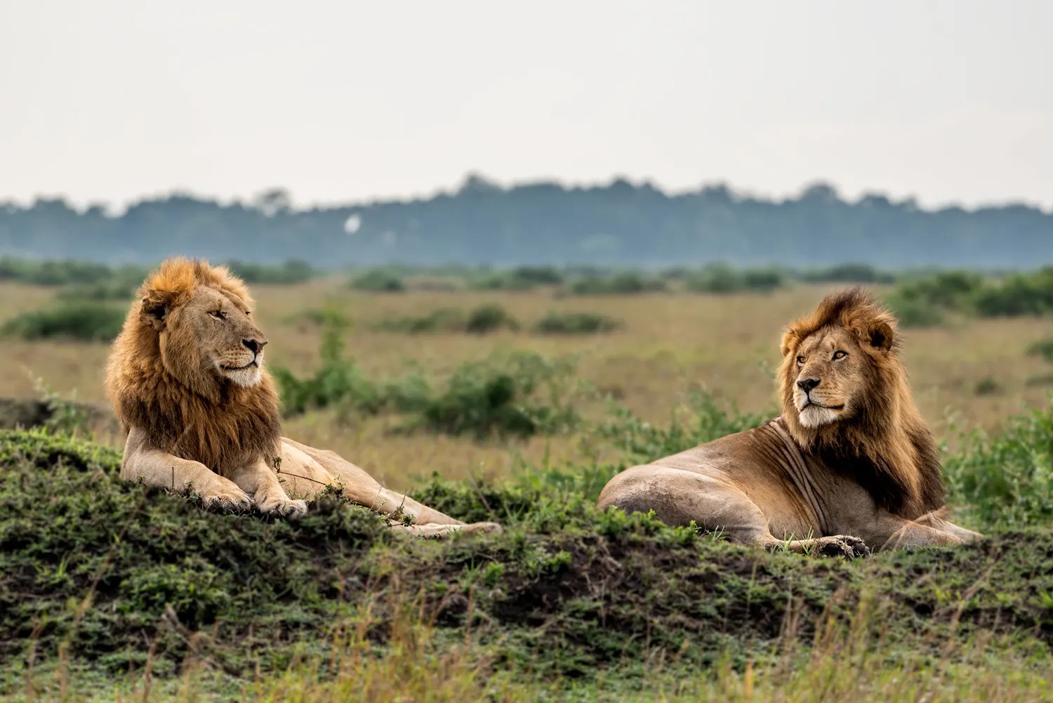  Honeymoon Safari
