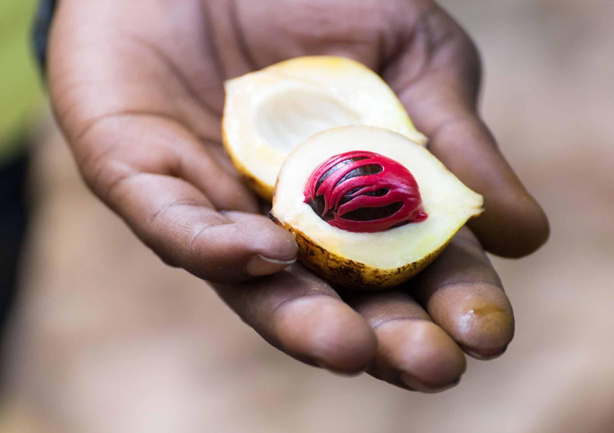 Zanzibar Spice Farm Tour Cloves Nutmeg Cinnamon Vanilla History