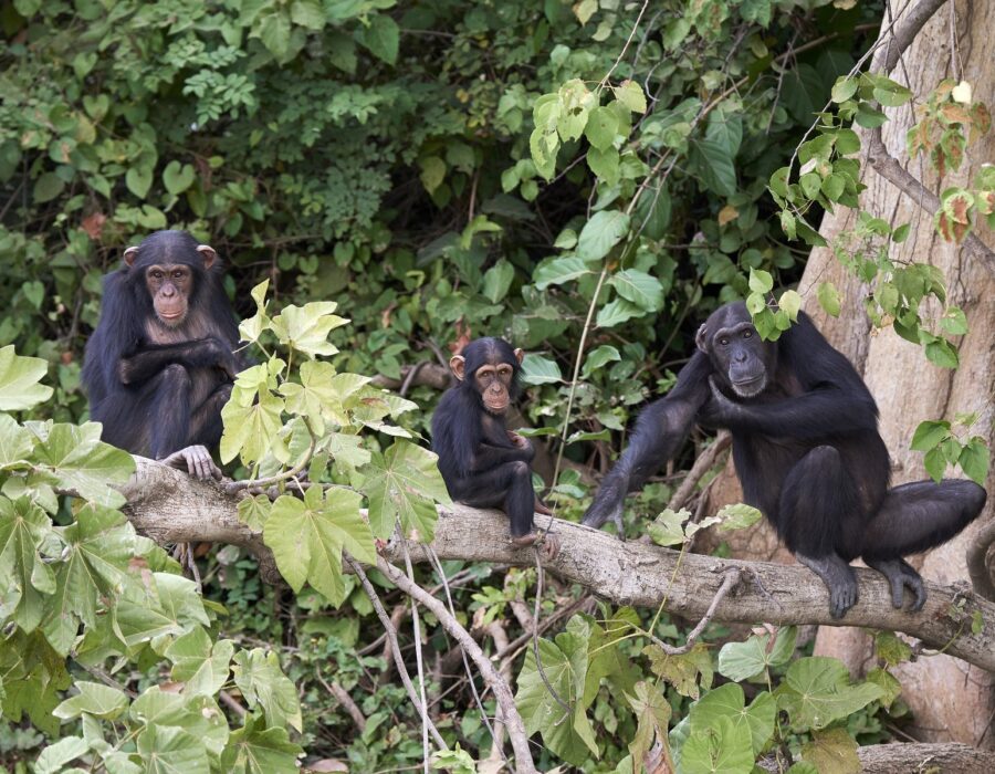 Gombe Stream National Park