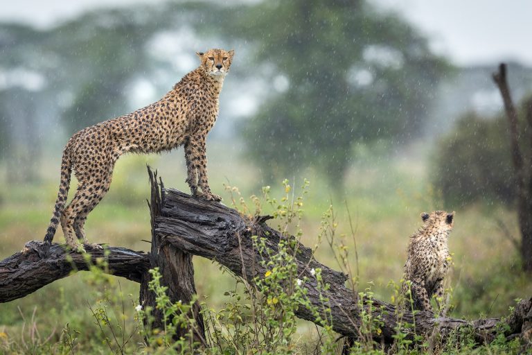 Lake Manyara National Park