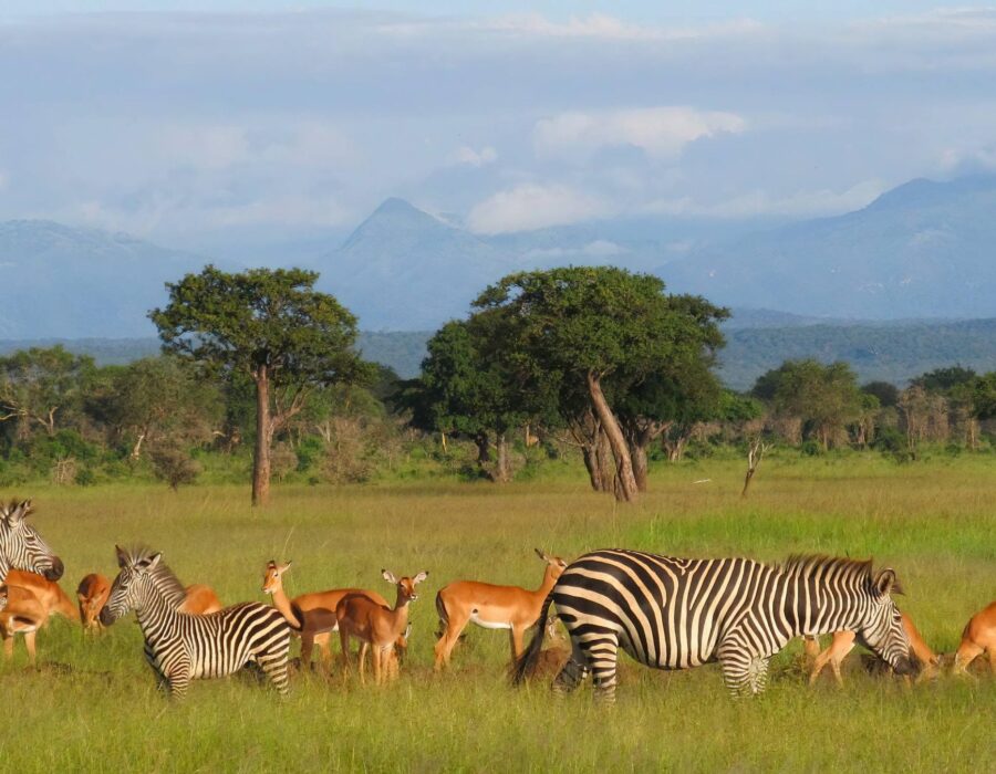 Mikumi National Park