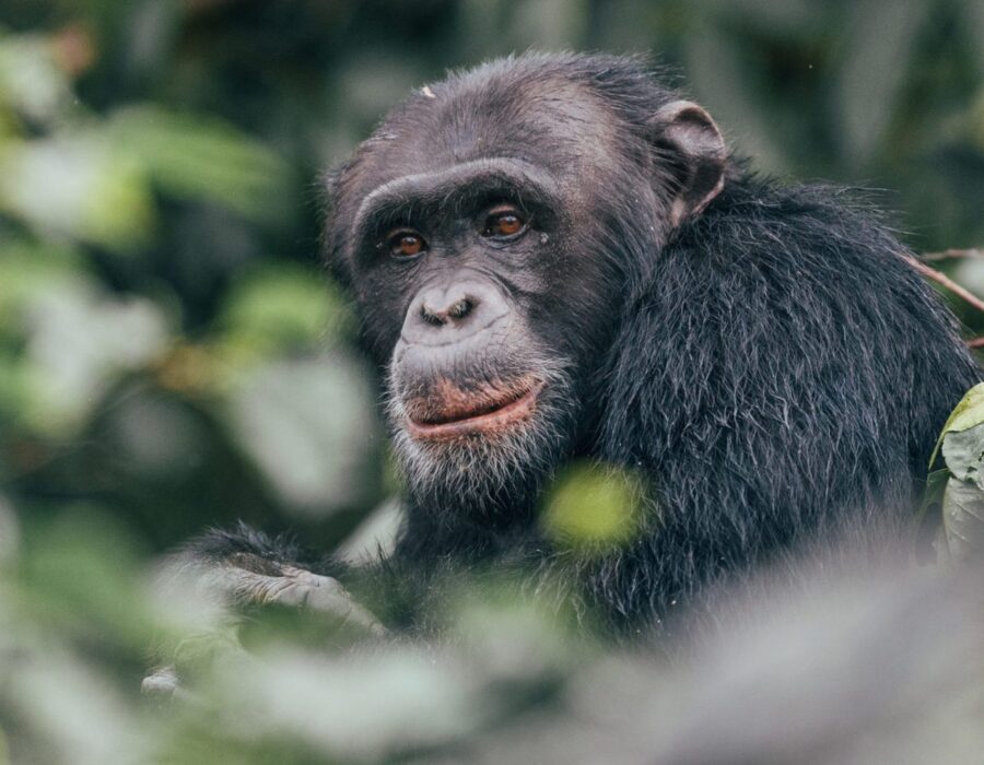 Rubondo Island National Park