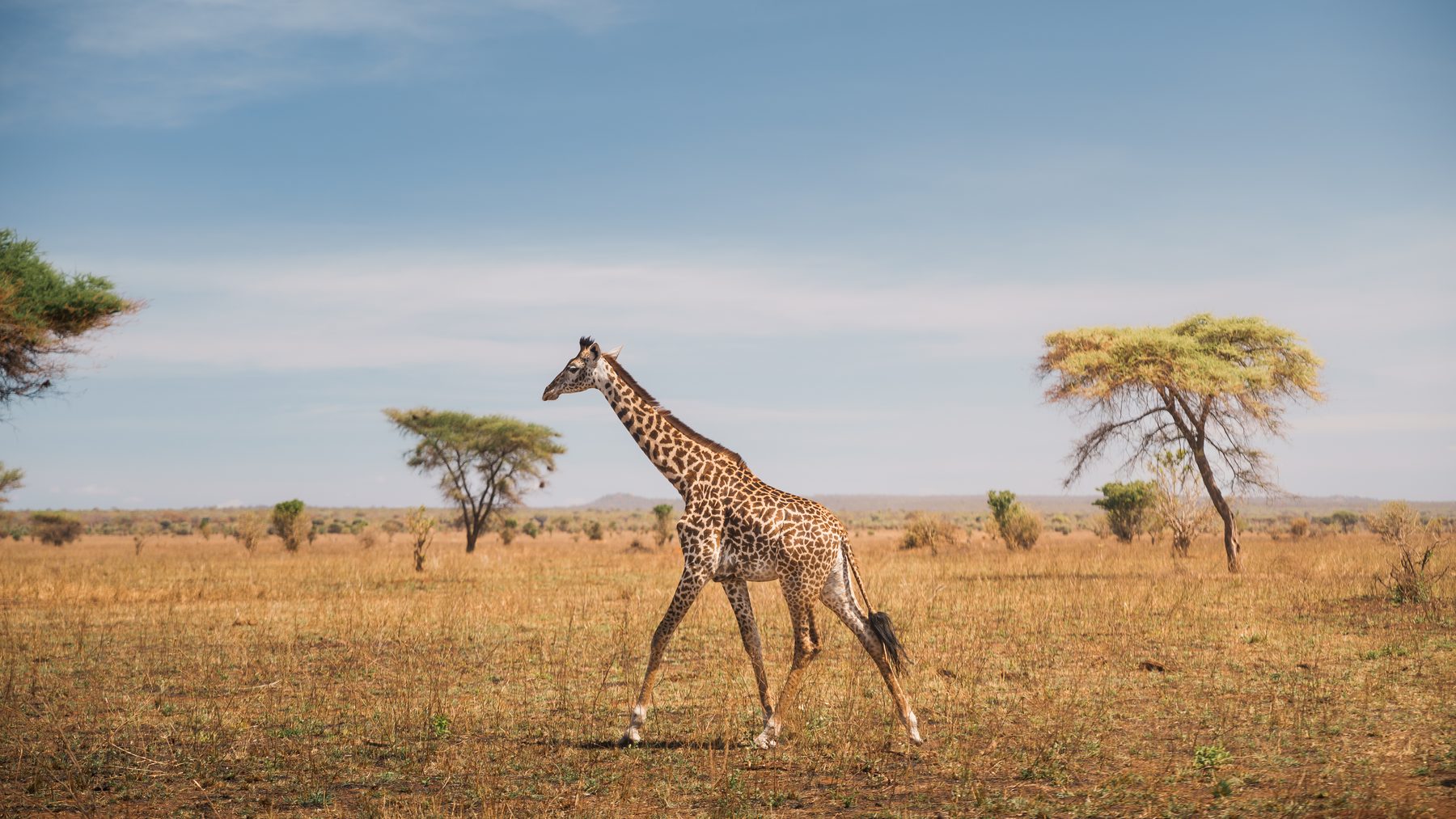 Tarangire National Park