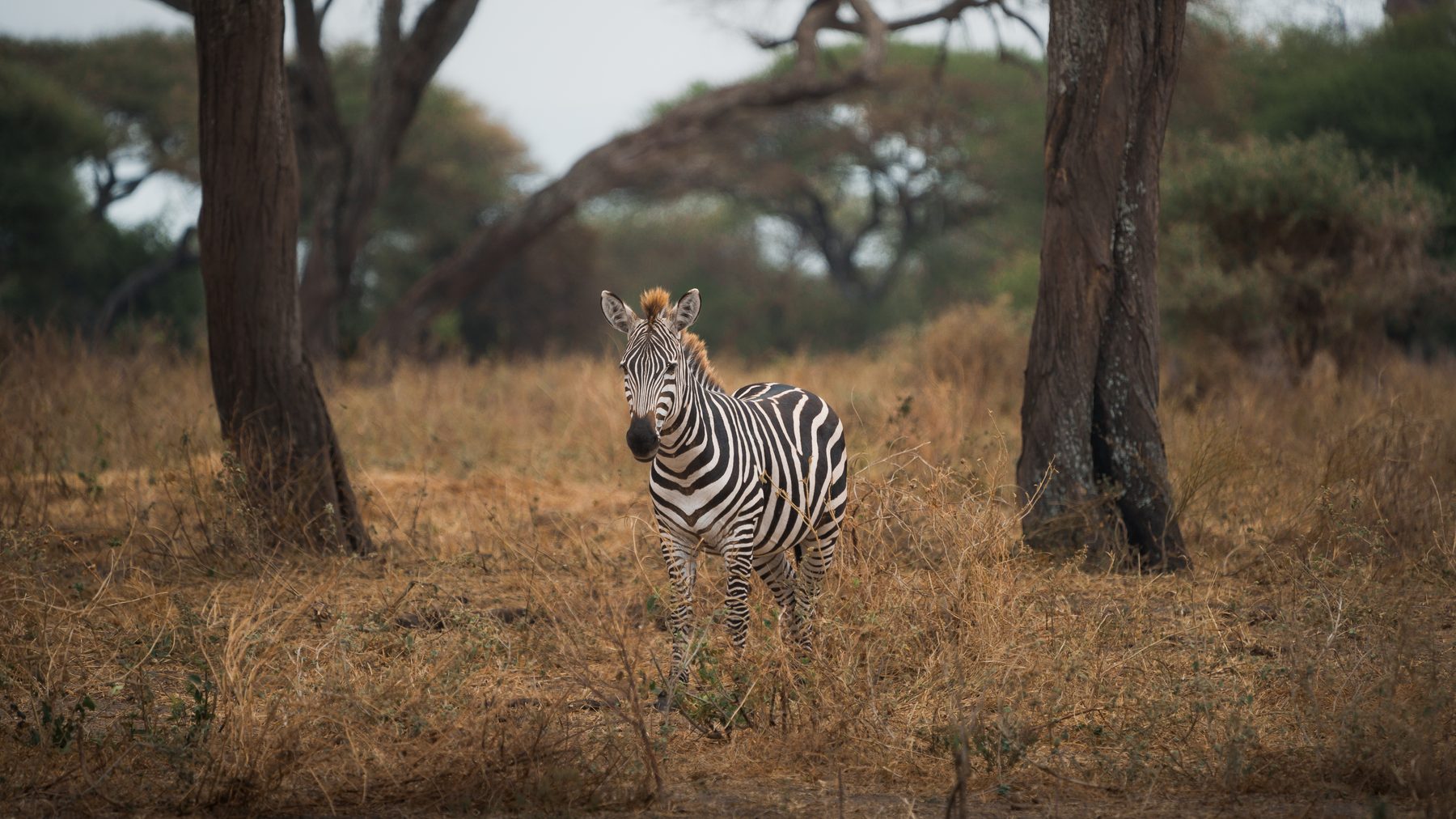Tarangire National Park